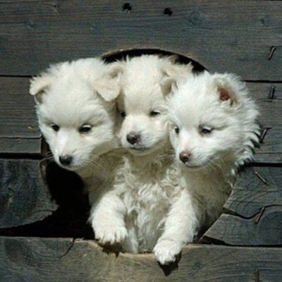 fatbellybloke's profile picture. 60mth into #lifestyle #lowcarb change 60+yo,active job,doesn't gym,hardly drink.But I had belly fat,so i stopped eating high carbs,guess what,it works #mindset