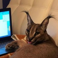 a cat (@rumblingpurr) 's Twitter Profile