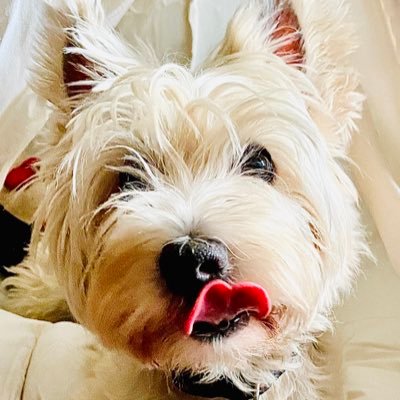 Hello, I’m Finn the Wonder Westie. I have a wonderful story from paralysed wee Westie to raging about fur monster. Love my hooman @Funny_Bird.