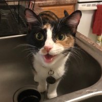 Muffin 🧁 (@minimuffin21) 's Twitter Profile