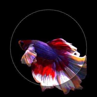 MinhNgu88613739's profile picture. 