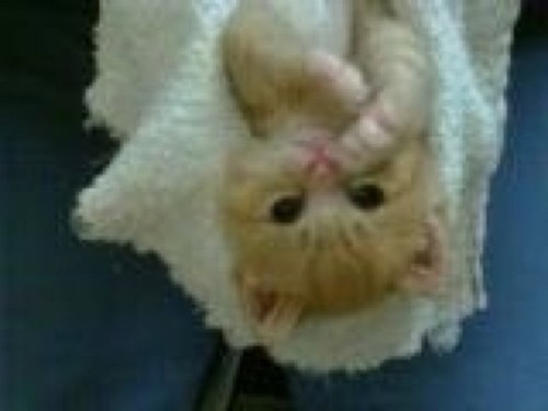 Honeebear7's profile picture. 