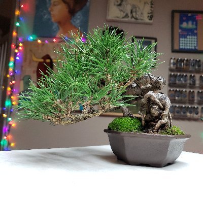 Founder of Nifty Trees; Owner of Hawk Eye Bonsai; Make Bonsai Art; Mint NFTs; Software Engineering Manager; Future; Grok All; Alchemy; 
AKA @NiftyTrees_b