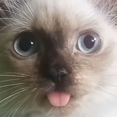 lunaprabowo's profile picture. 