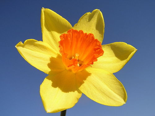 UN NEWS + FREE SONGS + FREE FLOWERS
