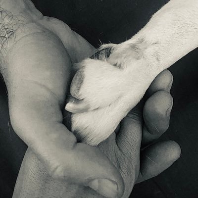 LanzaSegovia's profile picture. 