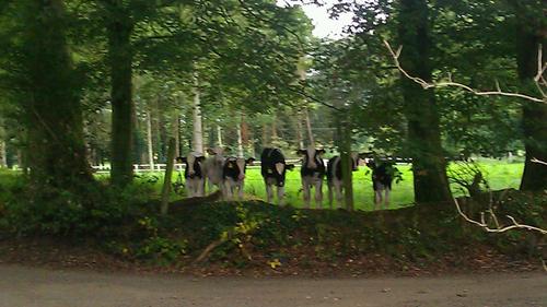 Cowtalker's profile picture. Owner of Elite Sires, a partner company with Sersia France. Interested in discussing dairy genetics with farmers from a range of breeds.