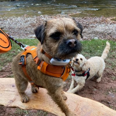 A young border terrier loving life and adventures. A PAT dog sharing his love with others ❤️🐾