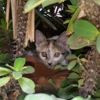 Adel El Zabayar (@zabayar) 's Twitter Profile