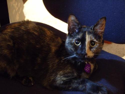 eveyanderson's profile picture. I like chasing the little red dot and schnoozing in my mommas coat. My momma is @kacyanderson