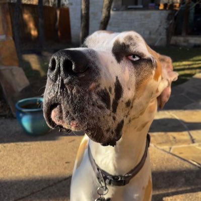 Random tweets about our 4 year old Fawnequin Great Dane pup Chocolate Mousse a.k.a Moose a.k.a Goose! Become his friend and follow along on his adventures! 🐾💜