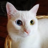 ネコ (@neko69087956) 's Twitter Profile