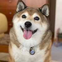 おたま❤️💛🖤Vintage (@otamalife11) 's Twitter Profile