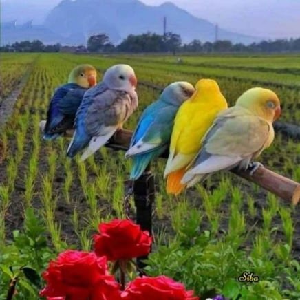 deo_indr's profile picture. Riding