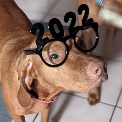 KrugPaulman's profile picture. I signed up to Twitter just to tweet 🐍🐍 emojis @ Elizabeth Warren. Free Assange, Free Donziger. Free Palestine. Free Healthcare.