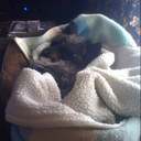 Ryan Kerswill - @Xysticus - Twitter