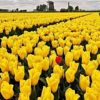 Yalnız Adam mert dürüst güvenilir biriyim (@yalnzad07884130) Twitter profile photo