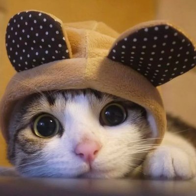 ♡ JV ♡ on Twitter  Funny cute cats, Cute cats, Cute baby cats