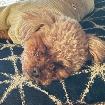 rs_p_'s profile picture. Android Developer / Manager / Kotlin, Go / 🍣🔫🍜