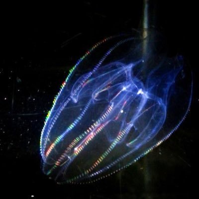 LUTUS_nucifera's profile picture. 筋トレ好き 生き物好き ゲーム好き DIY好きの学生です