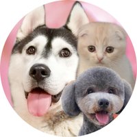 犬と猫の親バカ日記(@CjCannel) 's Twitter Profile Photo