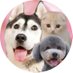 犬と猫の親バカ日記 (@cjcannel) Twitter profile photo 犬と猫の親バカ日記 (@cjcannel) Twitter profile photo