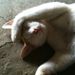 jjanmus's profile picture. 