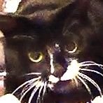 aya__kuma's profile picture. 看護師してます。オタクです。人妻やで。旦那は二次元と三次元といる。そう、一妻多夫万歳。絶賛2歳児のお嬢様育児奮闘中👶