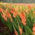 ICAR-Directorate of Floricultural Research (@icar_dfr) Twitter profile photo ICAR-Directorate of Floricultural Research (@icar_dfr) Twitter profile photo