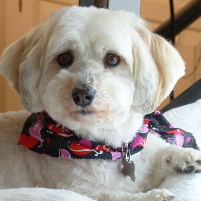 Hello I’m Oliver. I’m a #Havanese I’m an avid gardener; I luvs digging in the garden, playing, hiking, walking my hoomans. And I’m a beach boy. I luvs the beach