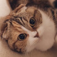 しまミケの猫🐈。(@phantom_cat1230) 's Twitter Profile Photo