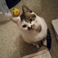 Antje_en_Coosje (@fly63dragon) 's Twitter Profile