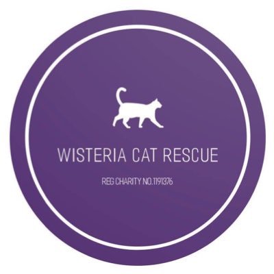 Wisteria cat rescue is a U.K. registered cat rescue charity (1191376)  based in the heart of Walderslade Kent