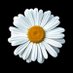 Susan Pulice (@susan_pulice) Twitter profile photo Susan Pulice (@susan_pulice) Twitter profile photo