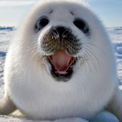 fopen00's profile picture. Nein