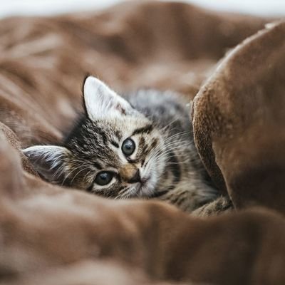 mokoharu0823's profile picture. 英語学び直し中おじさんサラリーマン
初TOEICは475点…ここからどこまで成長出来るかな。
※2024/11/17に目標だった800点取得出来ました☺️