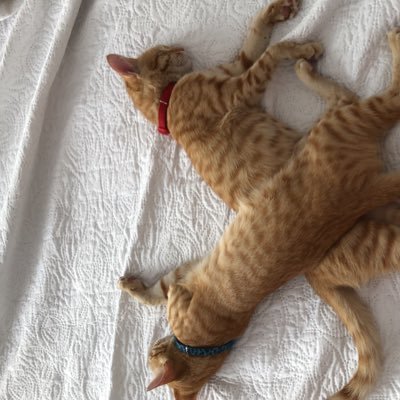 GladysFarje's profile picture. 