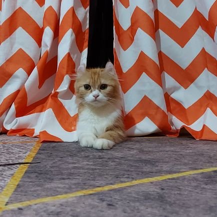 Just simple person with ENFJ - personality 🐱🐈