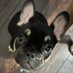 Emily Tucker Davis (@eetuckerdvm) Twitter profile photo Emily Tucker Davis (@eetuckerdvm) Twitter profile photo