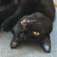 Len Cabrera (@lencabrera) 's Twitter Profile