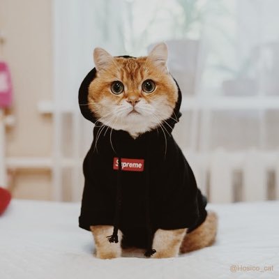PrimSmna's profile picture. BKK Dweller x Graphic Designer x Dog lover . . .  チャープラン ✌🏻 Cher’s cat 🐈 & N’Hoop 🐵