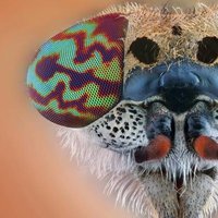 Insectos y Bichos (@bichostw) 's Twitter Profile