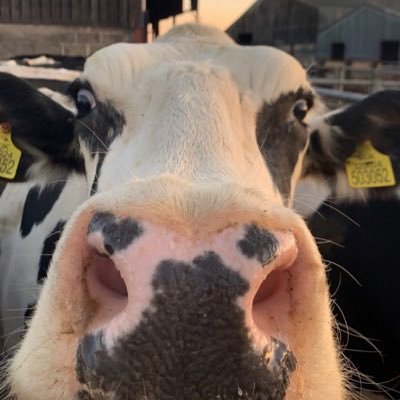 MobleyHolsteins Profile Picture