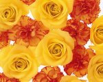 LastiSoft's profile picture.