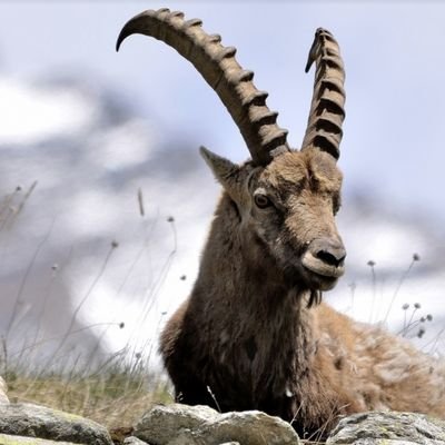 bebi_marco's profile picture. Crypto Investor