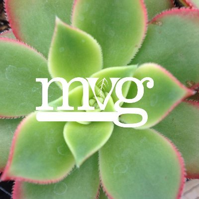 Helping plant-lovers create their happy place since 1984
- - - - - - - - - - - - - - - - - - - - - - - - - - - - - - - - - - - -
Find your dream garden at MVG!