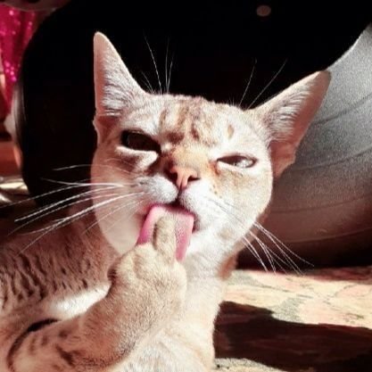 cat_yawns 𓃠さんのプロフィール画像