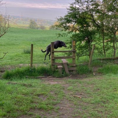 Grassroots - Working dogs - Rovers BRFC - LCVs + Motorbikes