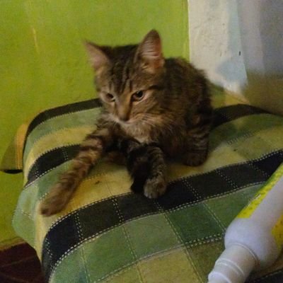 Paola096373012's profile picture. bot de JAK