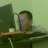 BinaSitumorang's profile image